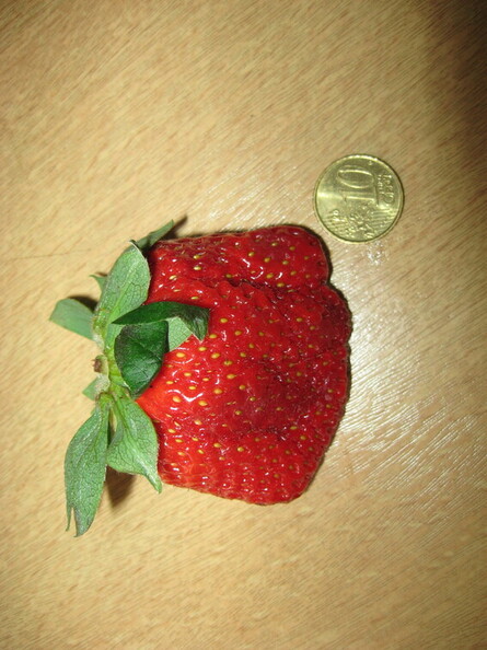MUTANTEN Erdbeere