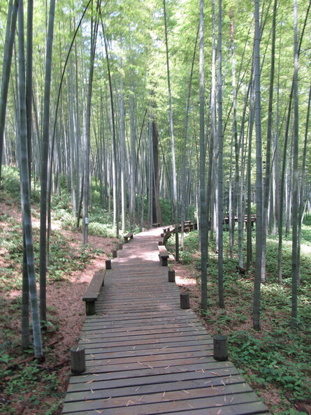 Bamboo forrest 2