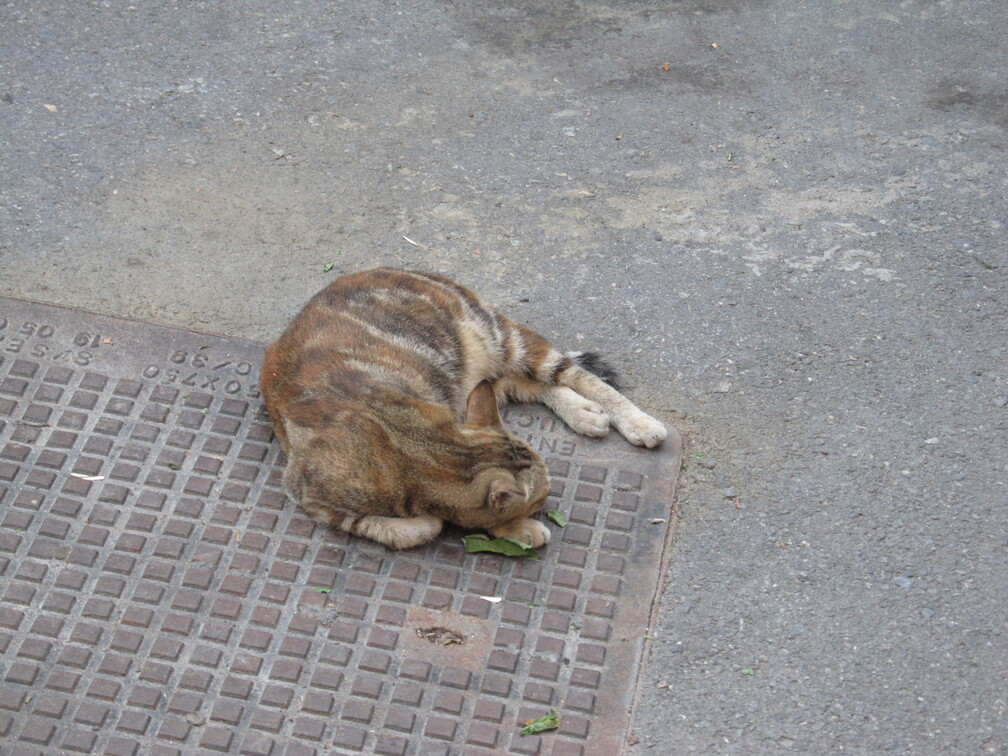 First Istanbul Cat